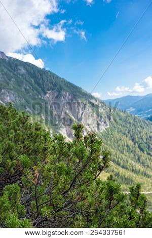 Pine Tree With Mountain Scenery, Schladming, Austria