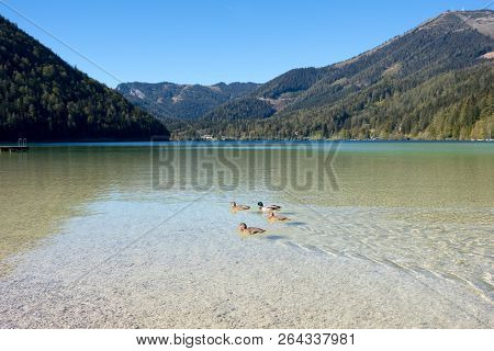 Ducks On The Lake Erlaufsee, Mariazell, Austria