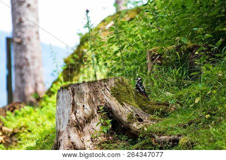 Great Spotted Woodpecker Sitting On A Wooden Stump In The Forest - Grote Bonte Specht - Dendrocopos 