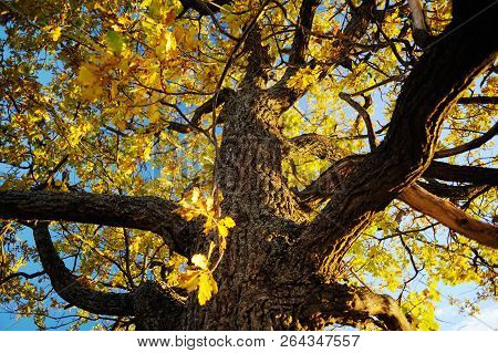 Autumn Landscape Background. Big Oak Tree With Yellow Leaves Against Clear Blye Sky In Sunny Shiny D