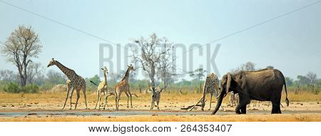 Makololo Waterhole With Giraffes, Zebra And Elphant All Coming To Take A Drink In The Scorching Afri