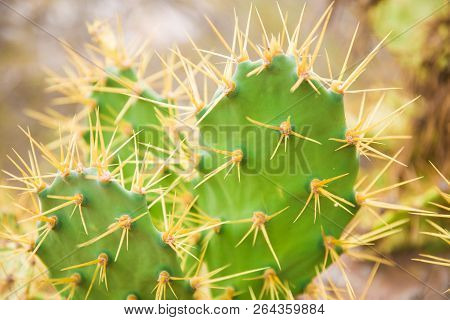 Big Cactus In The Desert. Green Cactus With Thorns. Background Cactus
