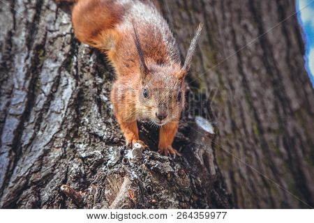 Funny Squirrel In The Forest In Suumer Autumn