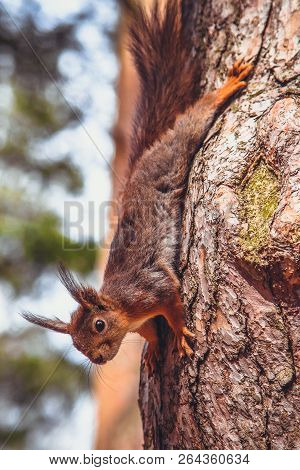 Funny Squirrel In The Forest In Suumer Autumn