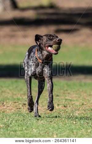 Geman Short Hair Bird Dog Looking To The Right While Running At Full Speed Retrieving The Ball At Th