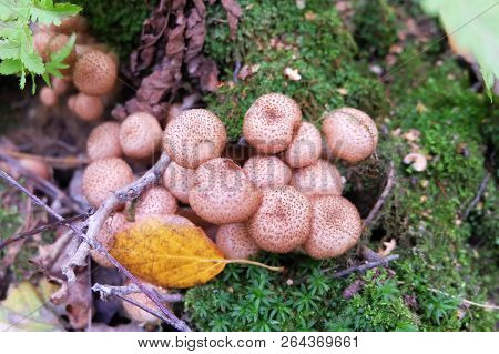 Lycoperdon Pyriforme Mushroom Near An Old Tree Trunk In The Forest.
