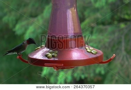 One Ruby-throated Hummingbird Feeding At A Red Hummingbird Feeder Near Hinckley Minnesota