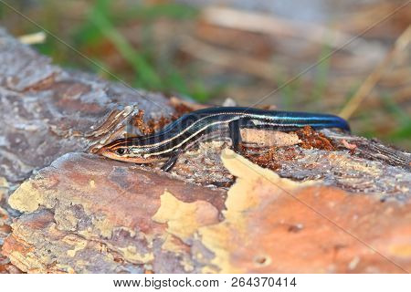 Southeastern Fivelined Skink (plestiodon Inexpectatus) In A Central Florida Nature Preserve