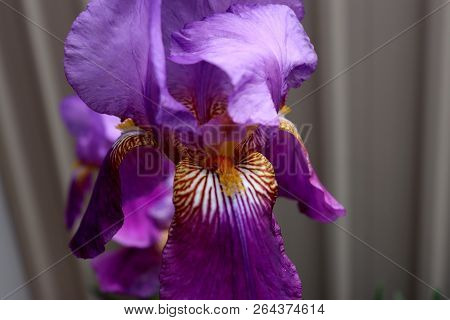 A Beautifully Delicate Iris In A Backyard Garden. The Orange Tiger Stripes Attract Pollinators, And 