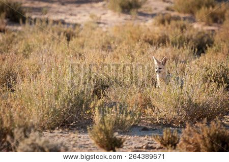 Mature Cape Fox Sitting Outside Den Keeping Watchful Eye For Any Harmfull Predators In The Area.