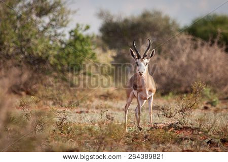 Beautiful Adult Sprinbok Ram Staring At Photographer During Early Morning Hours.