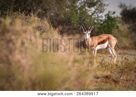 Mature Springbok Ram Looking Straight At Camera With Copy Space To The Left.