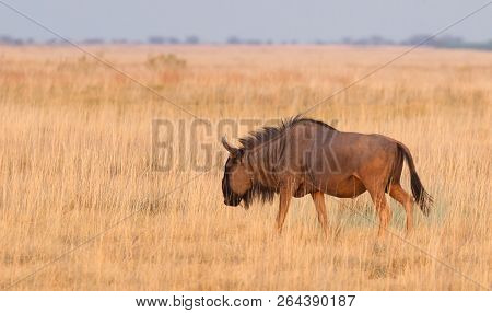 Blue Wildebeast (connochaetes Taurinus) Is The Makgadikgadi, Botswana