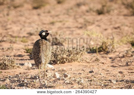 Adult Male Northern Black Korhaan In Beautiful Morning Light.