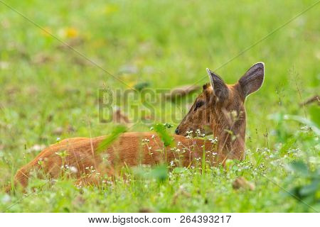 Wild Brown Muntjac Lying On Meadow In Khao Yai National Public Park In Thailand