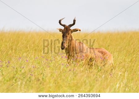 antelope with long and narrow face, humped shoulders, V shaped horns in open grassland at Serengeti National Park in Tanzania, East Africa
