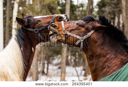 He Has Bay Stallions Played In Spring On Background Of Green Forest
