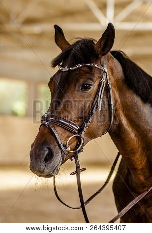 Portrait Of A Bay Horse On The Background Of The Arena