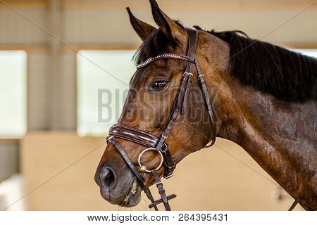 Portrait Of A Bay Horse On The Background Of The Arena