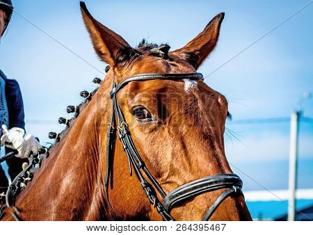 .portrait Of Bay Horse On The Background Of The Arena