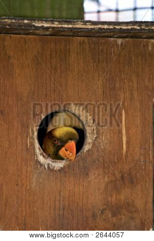 Peek-A-Boo
