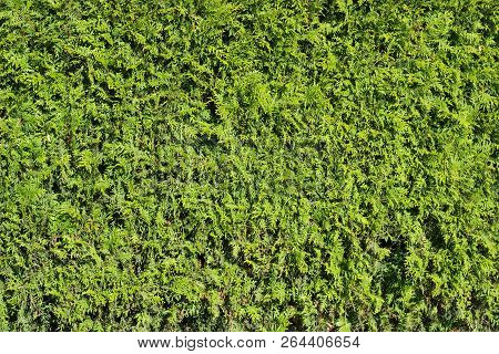 Background Of The Hedge Formed By Growing Junipers Shrubs