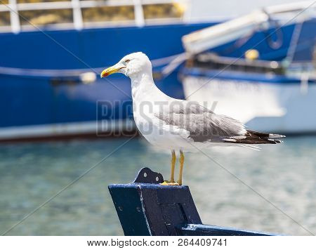 The Seagull On The Prow On The Water