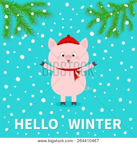 Hellow Winter. Pink Pig. Falling Snow. Chinise Symbol Of 2019 New Year. Fir Tree. Branch Spruce Cute