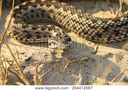 Close-up Of Rare Moldavian Meadow Viper ( Vipera Ursinii Moldavica )