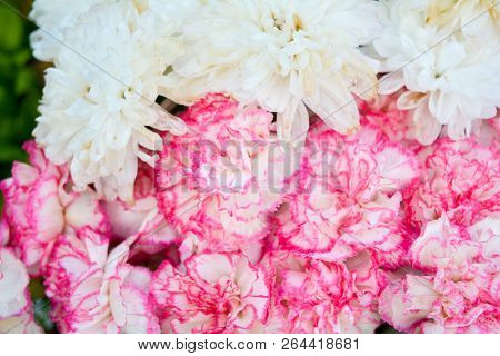 Bouquet Of Pink And White Dianthus Caryophyllus Or Carnation