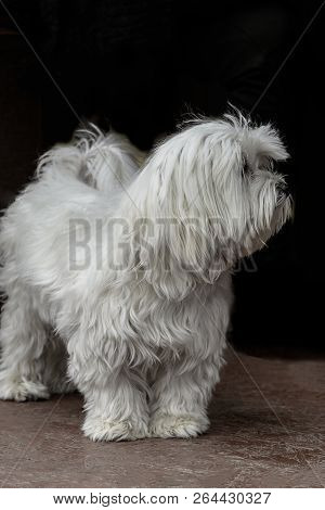 Dog Portrait Adult Maltese White Color Look