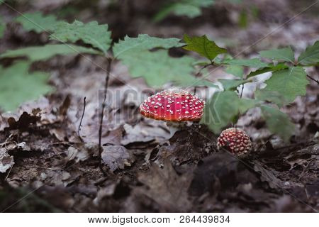 Red Beautiful Mushroom Fly Agaric Growing In The Forest Close-up, Oak Forest