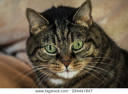 An Adult Mongrel Cat Female, Huge Green Eyes And Striped Color, Brown Shades With Black, Lying On A 