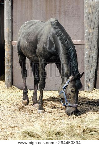 Black Stallion In The Dust On A Farm, Dirty Horse