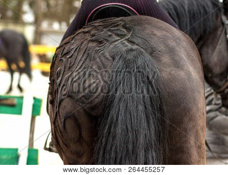 Black Horse And A Haircut At The Hip And Back