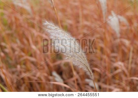 Feather Grass  In The Garden Bed In Autumn