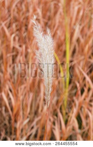 Feather Grass  In The Garden Bed In Autumn