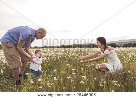 Parent Walking With Her Baby Son On Daisy Field At The Sunset Time