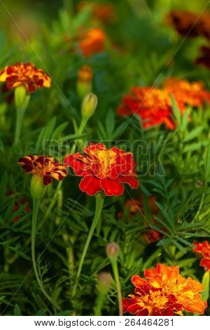 Mexican Marigolds. Flor De Muerto - Flowers Of Dead.