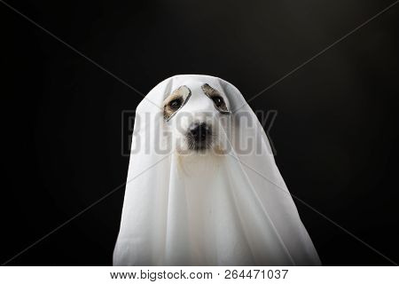Dog Halloween Ghost Costume Party, Isolated Againts Black Background