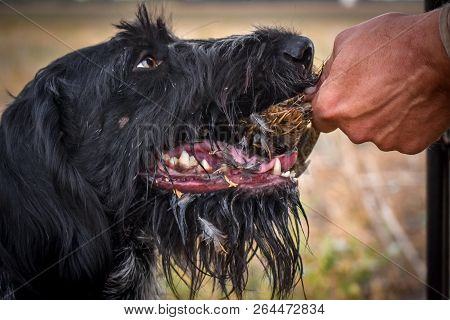 A Process Of Hunting During Hunting Season, Process Of Quail Hunting, Drathaar, German Wirehaired Po