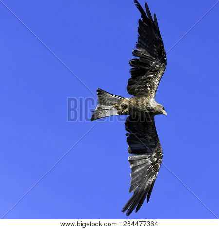 Flying Red Kite (milvus Milvus) In Warwick, United Kingdom