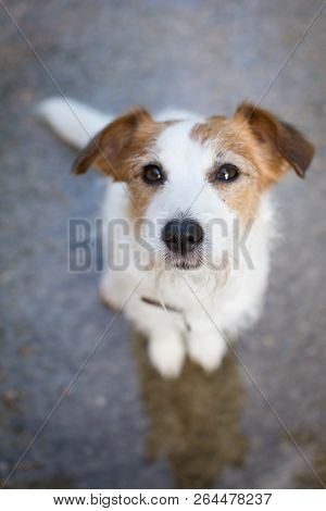 Jack Russell Dog Sit On Wet Asphat Look Up After Rain