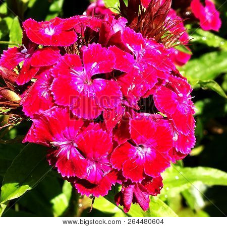 Blooming Flower Carnation With Leaves, Living Natural Nature, Aroma Bouquet Flora. Carnation Flower 