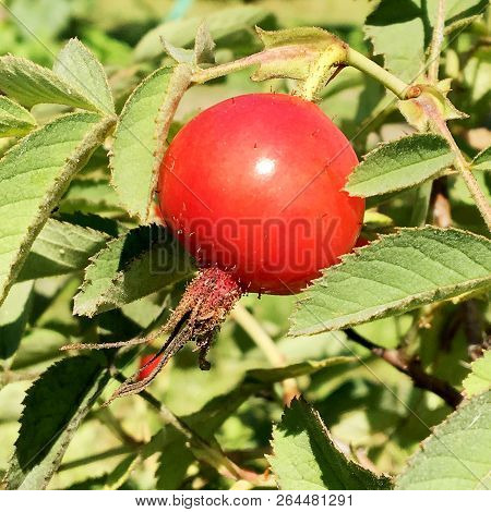 Sweet Red Berry Briar Growing On Bush With Leaves Green, Natural Plant Product Hanging On Branch. Br