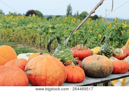 Bright Multi-colored Pumpkins Of Various Unusual Shapes On Wooden Table On The Background Of Sunflow