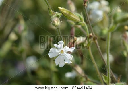 White Campion Flower - Latin Name - Silene Paradoxa