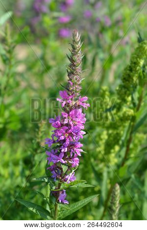 Purple Lythrum Flower - Latin Name - Lythrum Salicaria