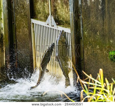 Chinook Salmon Jumping Issaquah Hatchery Washington.  Salmon Swim Up The Issaquah Creek To The Hatch
