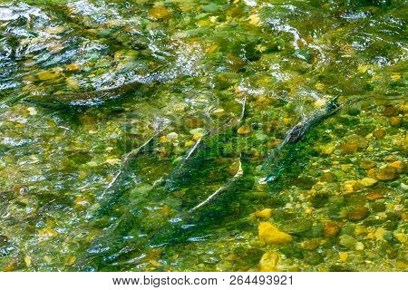 Salmon Swimiming Up Issaquah Creek To Salmon Hatchery Issaquah Washington